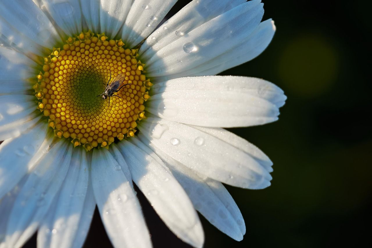 découvrez tout ce qu'il faut savoir sur le pollen, ses effets sur la santé, son rôle dans la pollinisation et comment le gérer au quotidien.