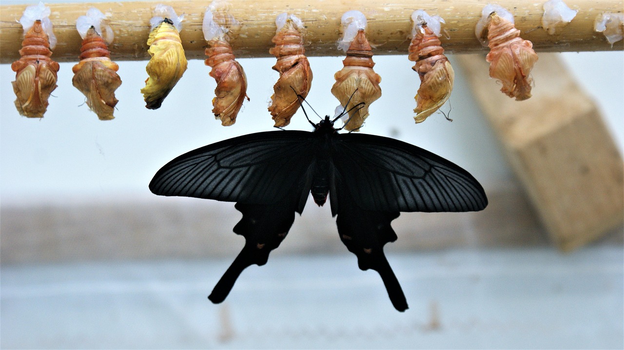 découvrez comment la transformation peut vous aider à évoluer, à améliorer votre vie personnelle ou professionnelle, et à atteindre vos objectifs grâce à des conseils pratiques et des stratégies éprouvées.