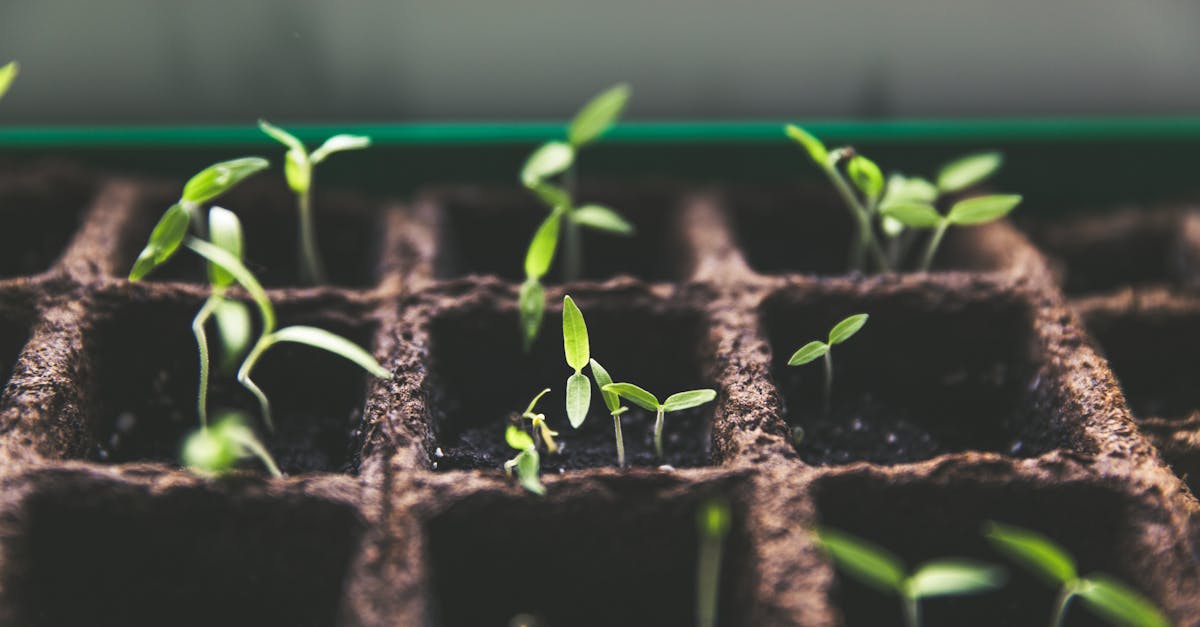 découvrez les stratégies et techniques essentielles pour favoriser la croissance personnelle et professionnelle. apprenez à surmonter les obstacles, à identifier les opportunités et à maximiser votre potentiel dans un monde en constante évolution.