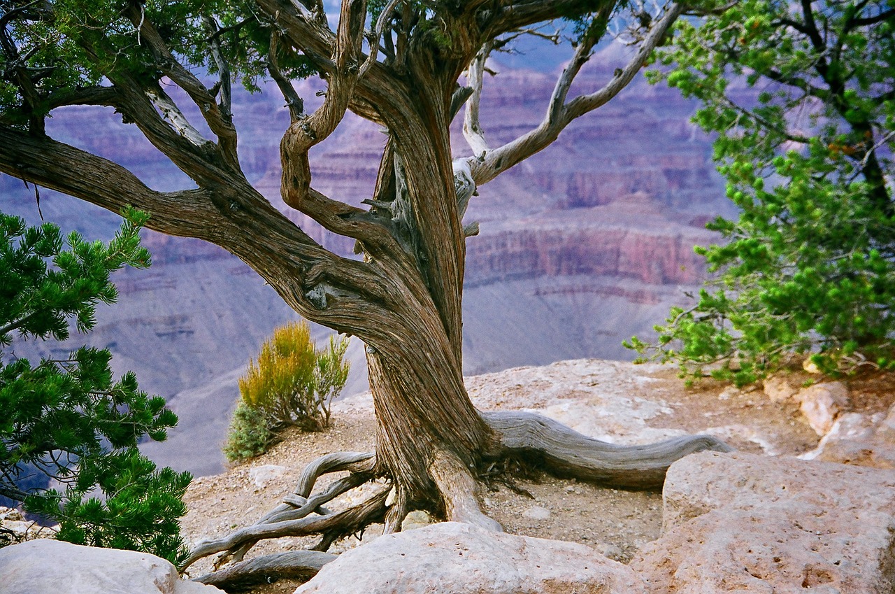 L’Arizona : un véritable terreau pour les entreprises ?