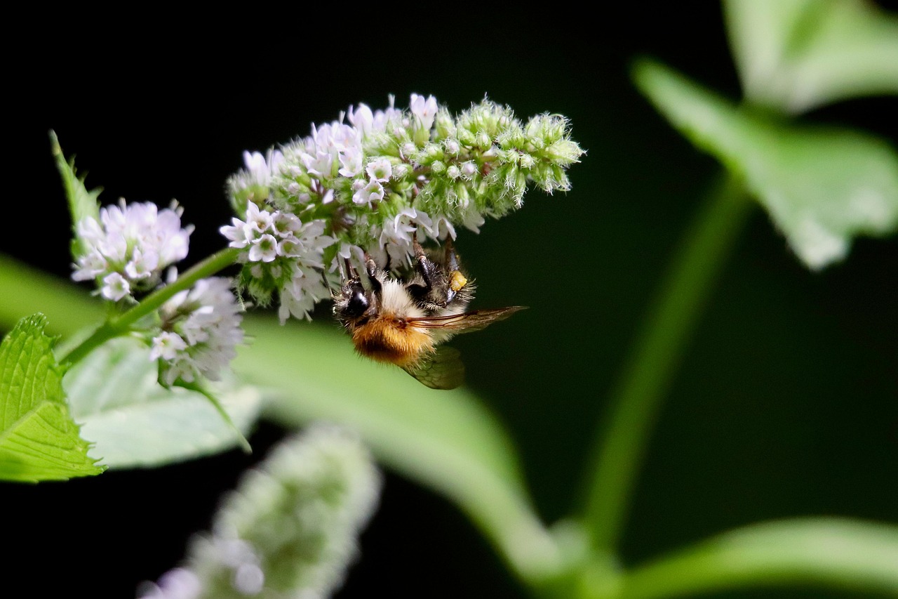 À Lyon, Pollen revient sur ses débuts tumultueux : « Nous avons voulu aller trop vite