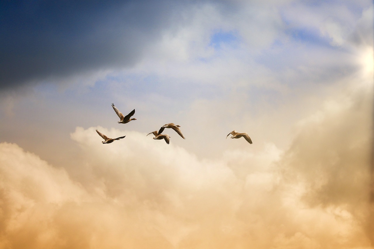 découvrez le concept de liberté dans toutes ses dimensions : une exploration des droits, des choix et des passions qui façonnent notre existence. plongez dans des réflexions inspirantes sur ce que signifie être libre.