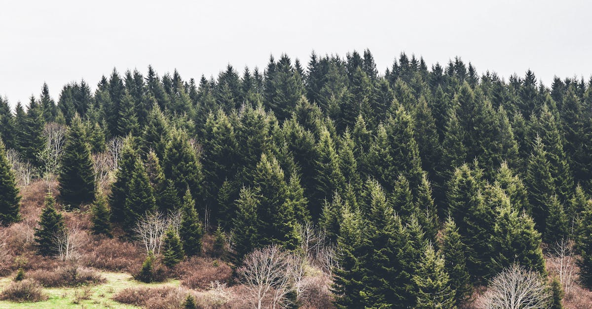 découvrez les principaux obstacles à la croissance et apprenez comment les surmonter pour assurer le développement durable de votre entreprise. un guide essentiel pour identifier et contrer les défis du marché.