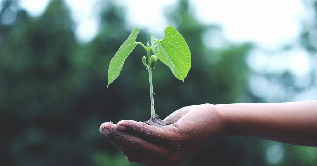 découvrez l'importance du développement durable et comment adopter un mode de vie respectueux de l'environnement. inspirez-vous des pratiques écologiques et des initiatives innovantes pour un avenir plus vert.