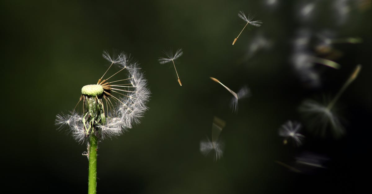 découvrez comment favoriser la croissance personnelle et professionnelle grâce à des stratégies éprouvées. explorez des conseils pratiques et des méthodes efficaces pour atteindre vos objectifs de développement et maximiser votre potentiel.