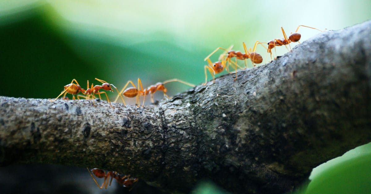 découvrez l'importance du travail d'équipe dans le succès professionnel. apprenez comment la collaboration, la communication et la confiance au sein d'une équipe peuvent booster la créativité et l'efficacité.