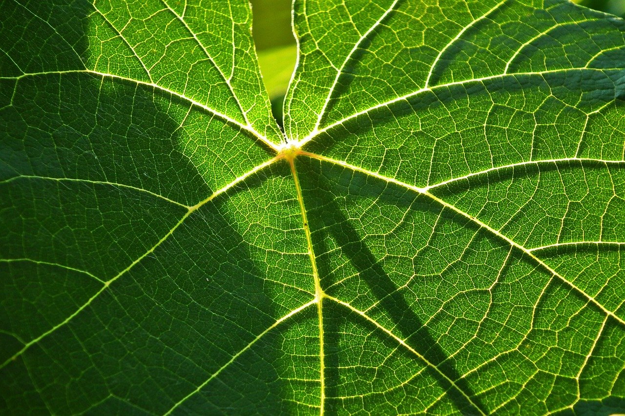 d&eacute;couvrez tout sur l'&eacute;cosyst&egrave;me : interactions entre organismes vivants et leur environnement, biodiversit&eacute; et &eacute;quilibre naturel.